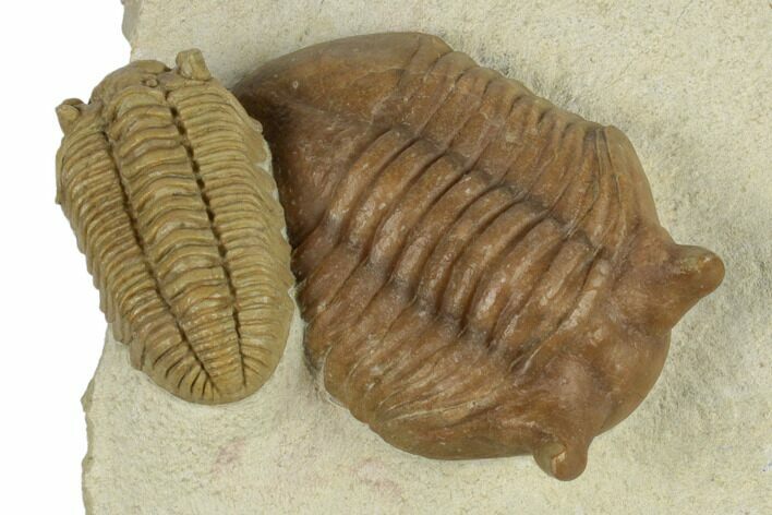 Rare Estoniops & Asaphus Lesnikova Trilobites - Russia #191295